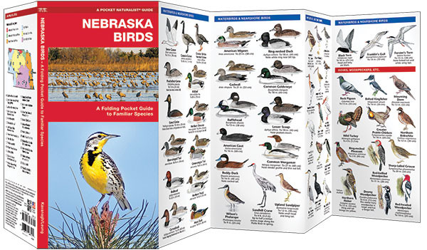 The Cornhusker State is an undulating plain that slopes gradually from northwest to southwest with semiarid high plains and over 2,000 lakes and is the permanent or migratory home of 455 species of birds including the state bird – the Western meadowlark. 