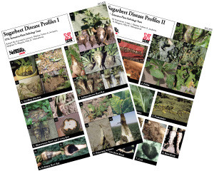 Sugarbeet Disease Profiles