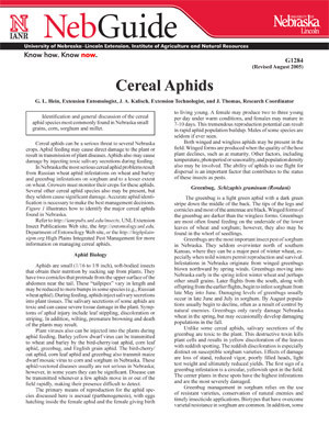 Cereal Aphids