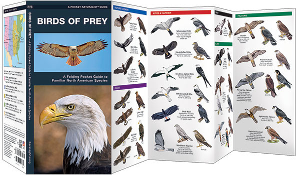 Birds Of Prey: Hawks, Eagles, Falcons, and Vultures of North America