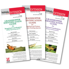Grasshopper Identification Guides