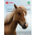 4-H Horse Project Advancement Level