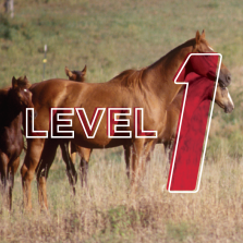 Beginning Horseman: 4-H Advancement Level 1 Online Study Course