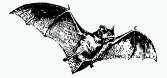 Bat Workshop