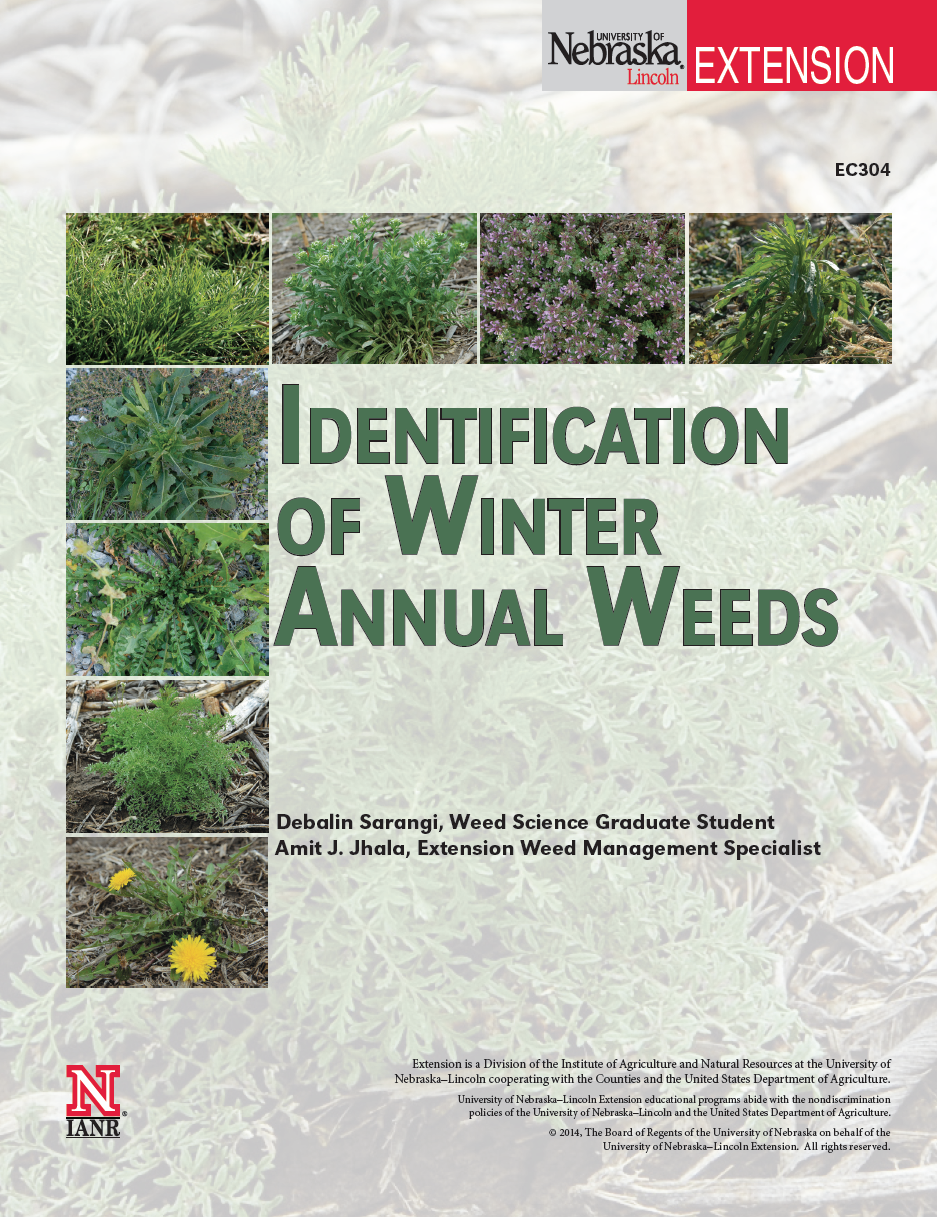 Identification of Winter Annual Weeds