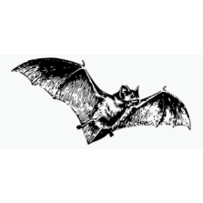 Bat Workshop