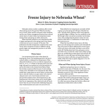 Freeze Injury to Nebraska Wheat