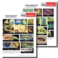 Corn Insects Photo Identification Guides