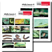 Alfalfa Insects Photo Identification Guides
