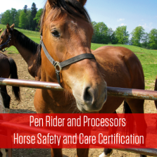 Pen Rider and Processors Horse Safety and Care Certificate Course