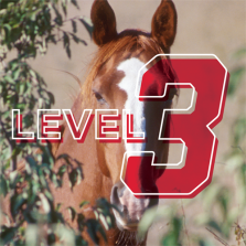 Horseman: 4-H Advancement Level 3 Online Study Course